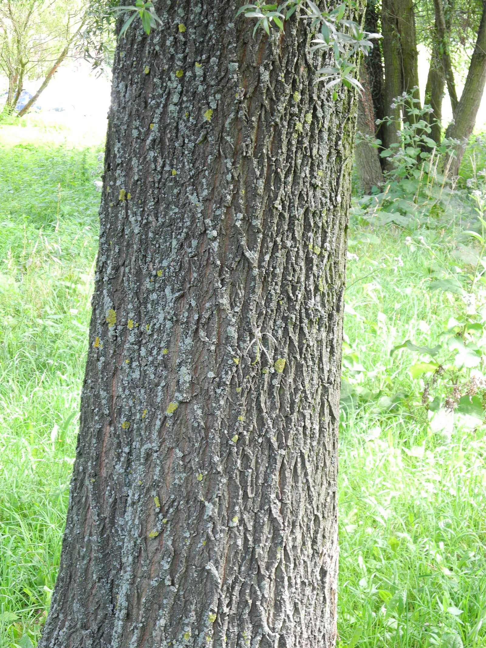Silberweide – Stammnahaufnahme
