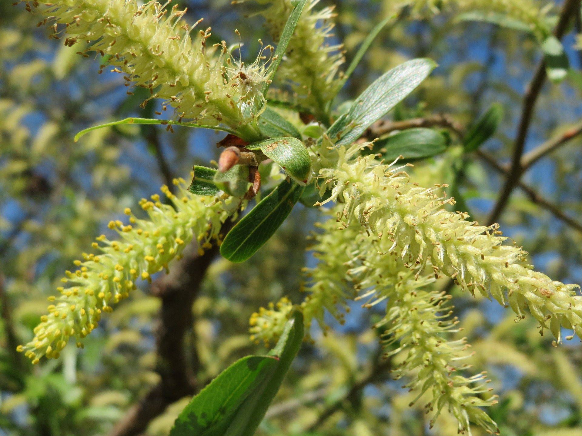 Silberweide – Frucht / Zapfen