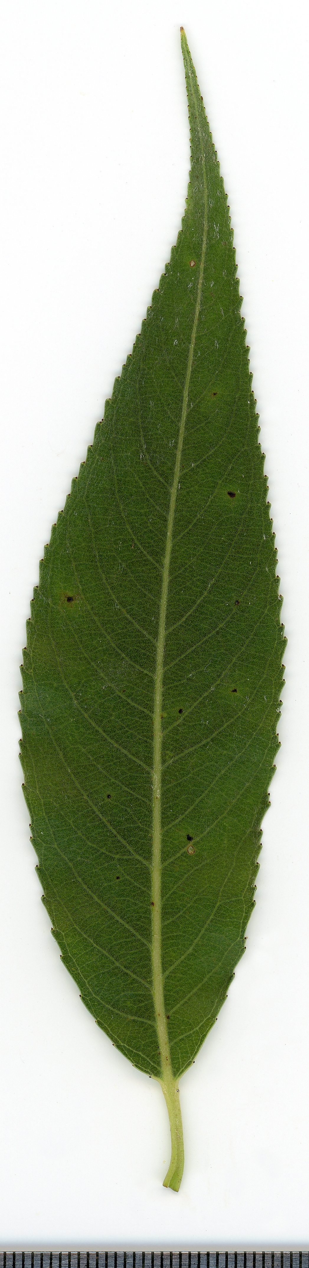 Silberweide – Blatt