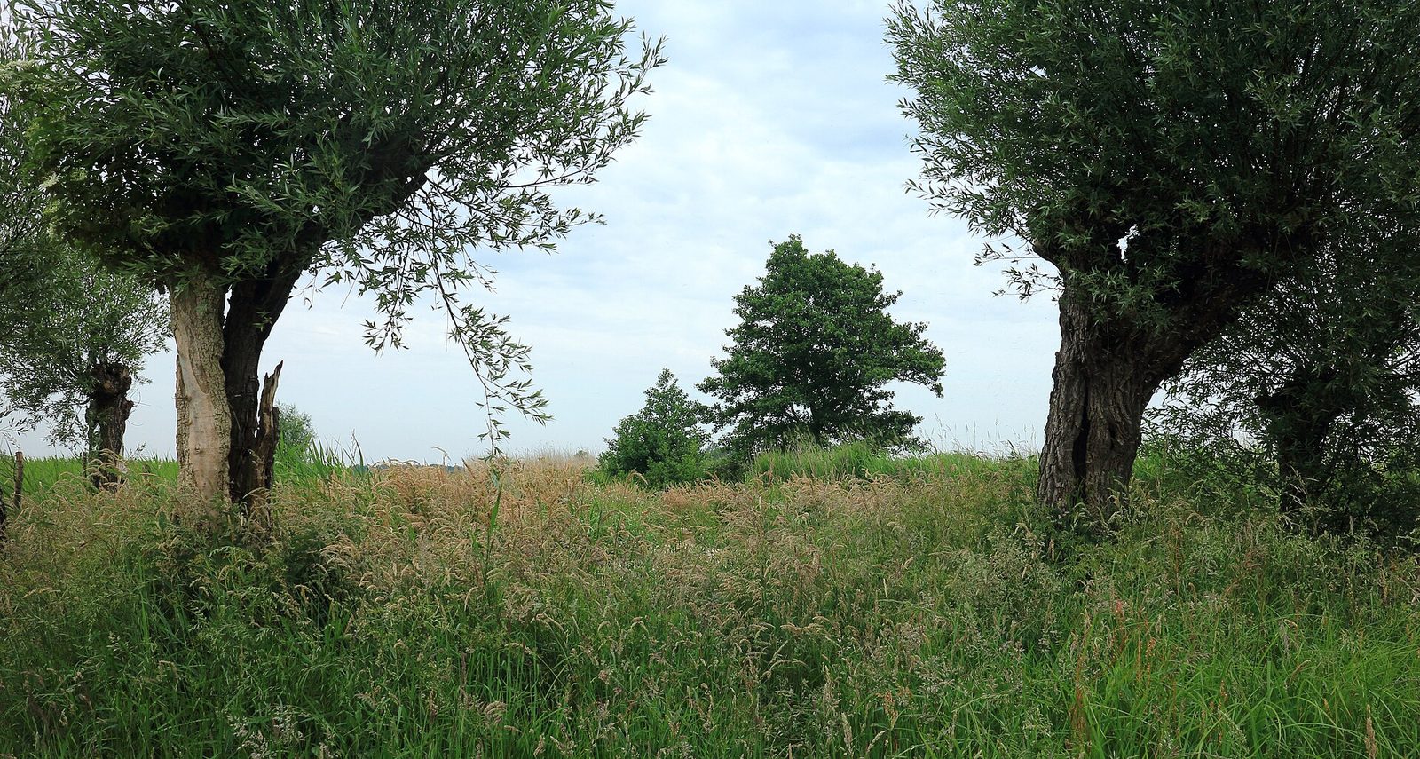 Silberweide – Ganzbild
