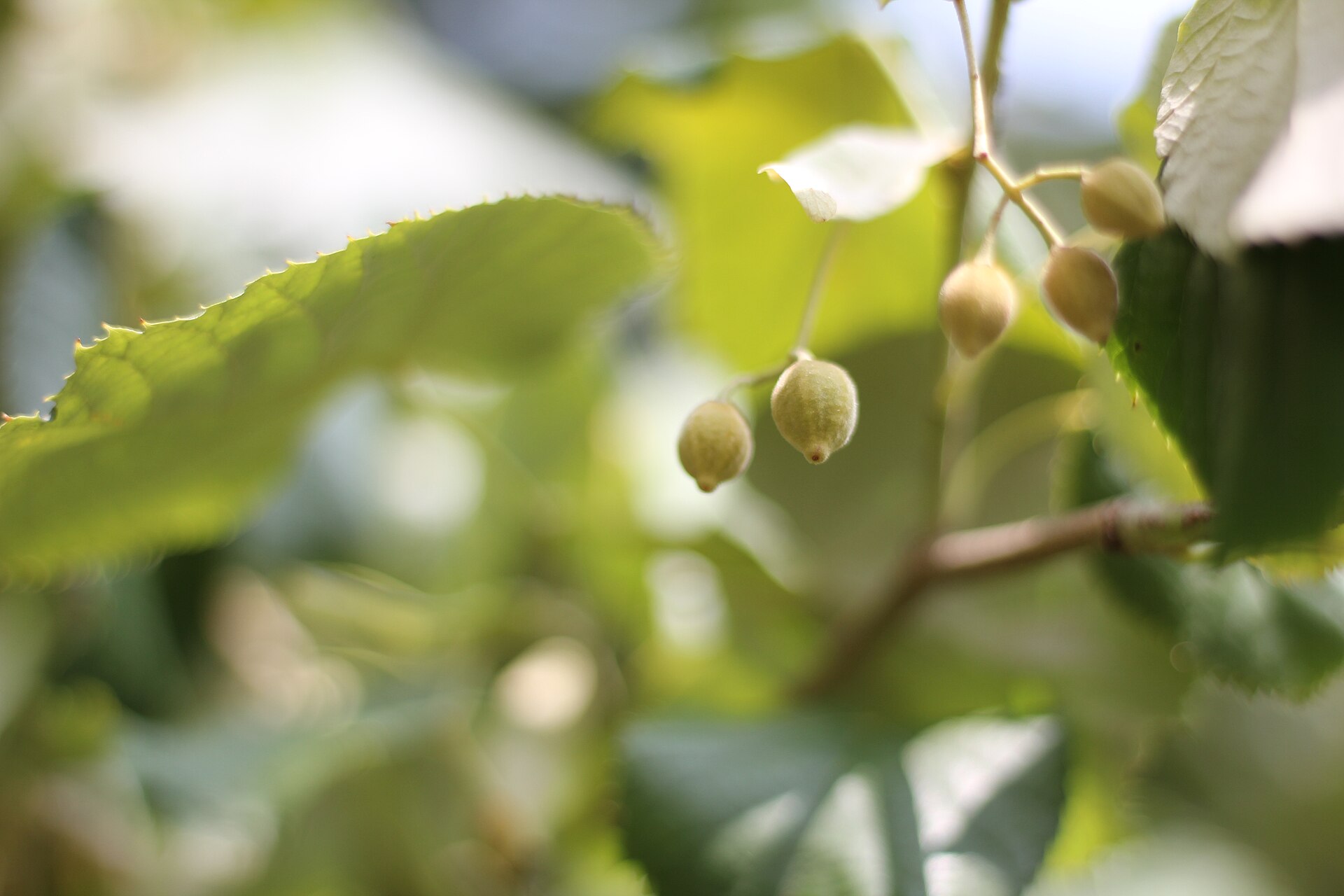 Sommerlinde – Frucht / Zapfen