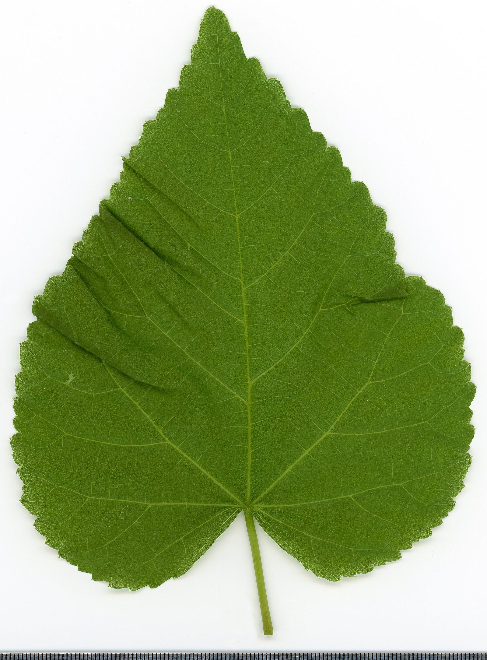 Sommerlinde – Blatt