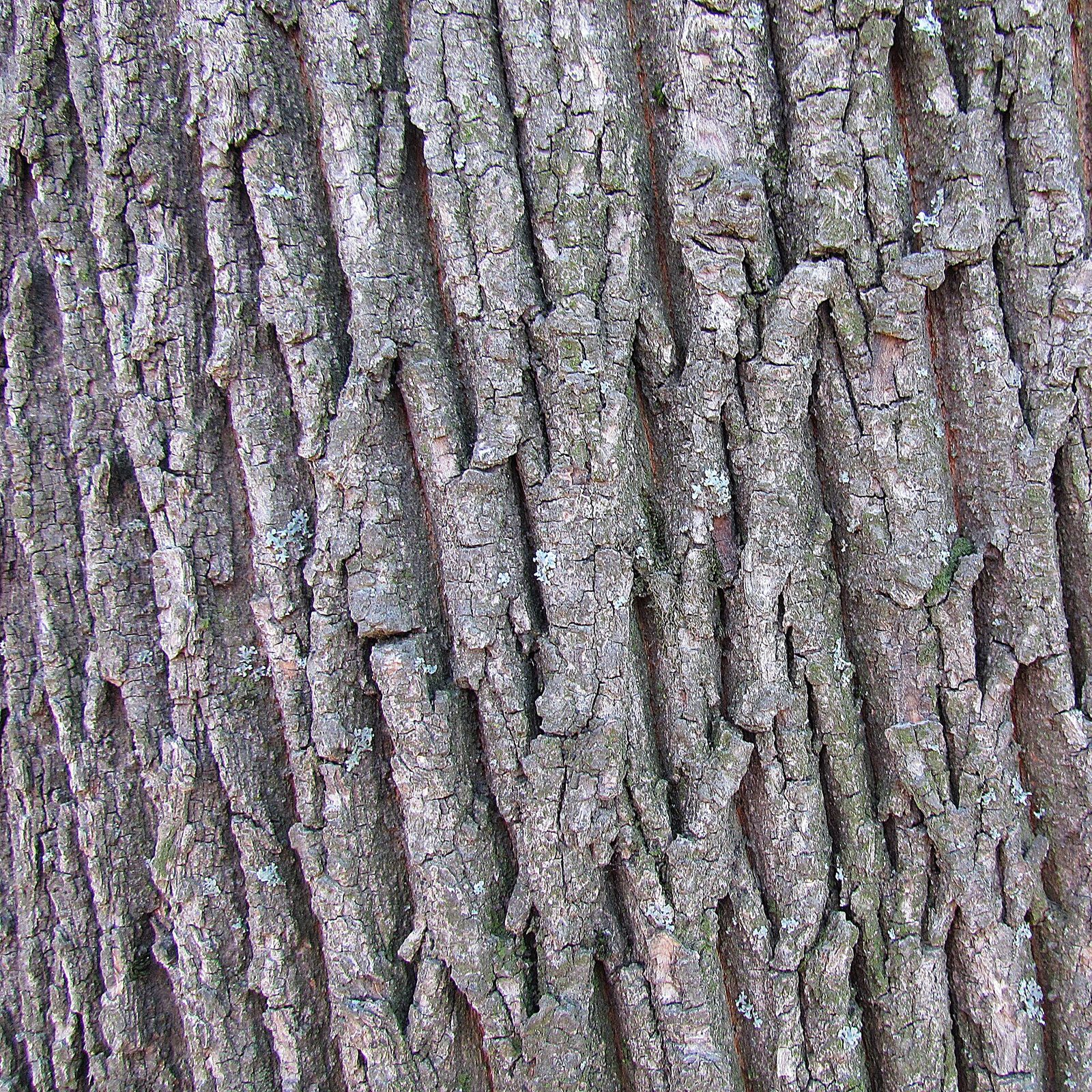 Spitzahorn – Stammnahaufnahme