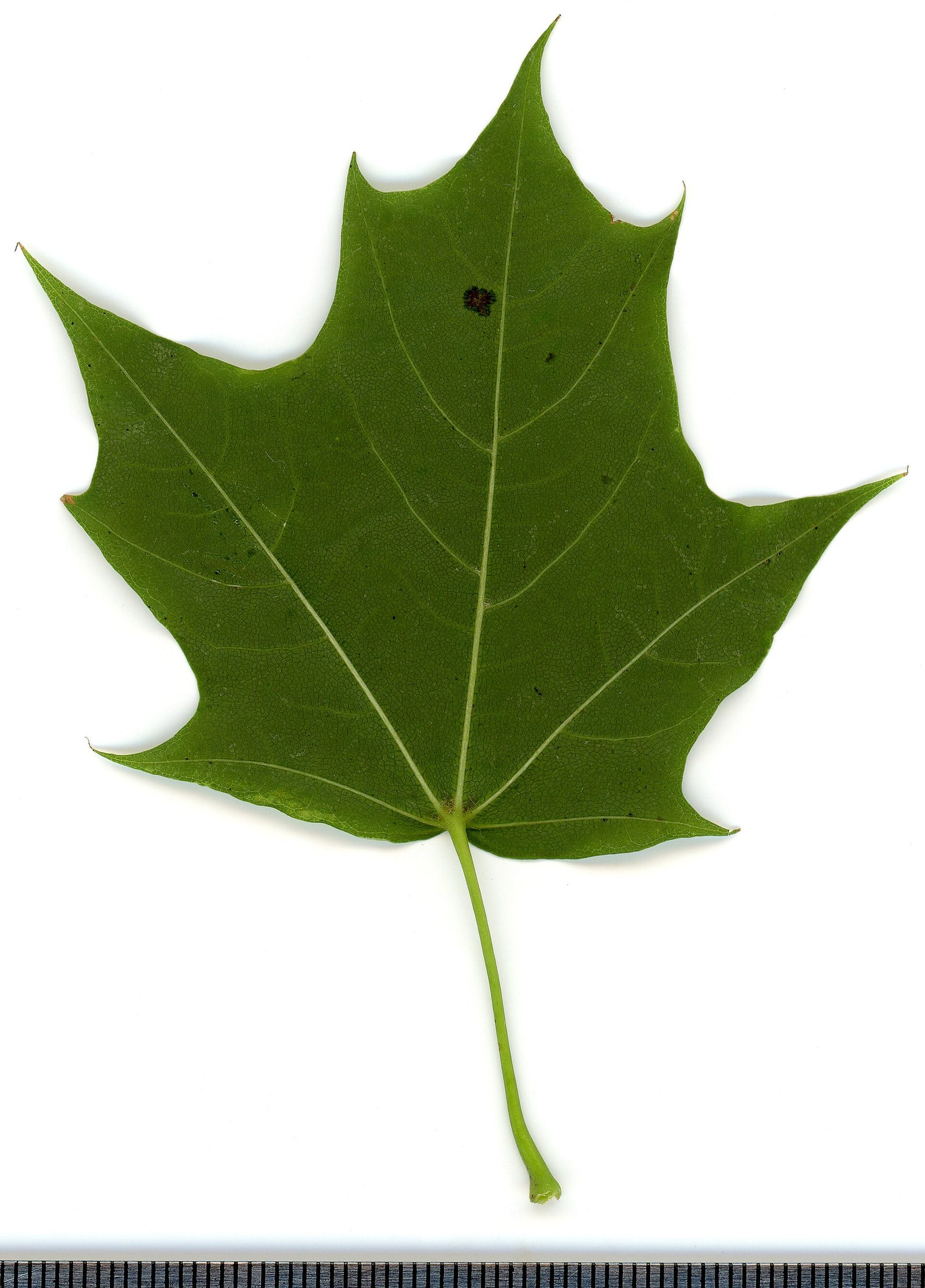Spitzahorn – Blatt