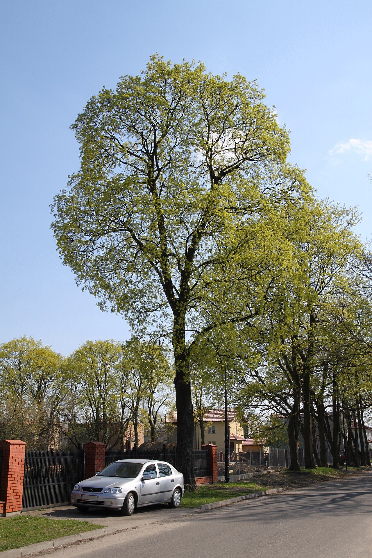 Spitzahorn – Ganzbild