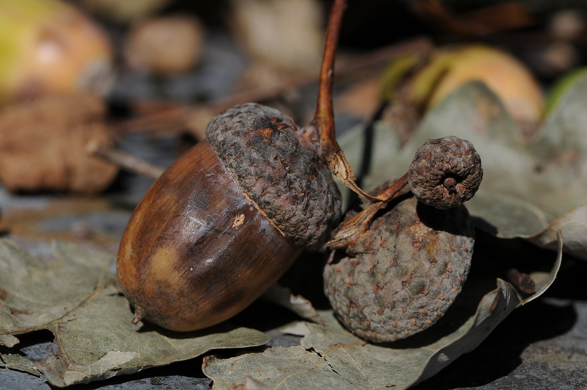 Stieleiche – Frucht / Zapfen