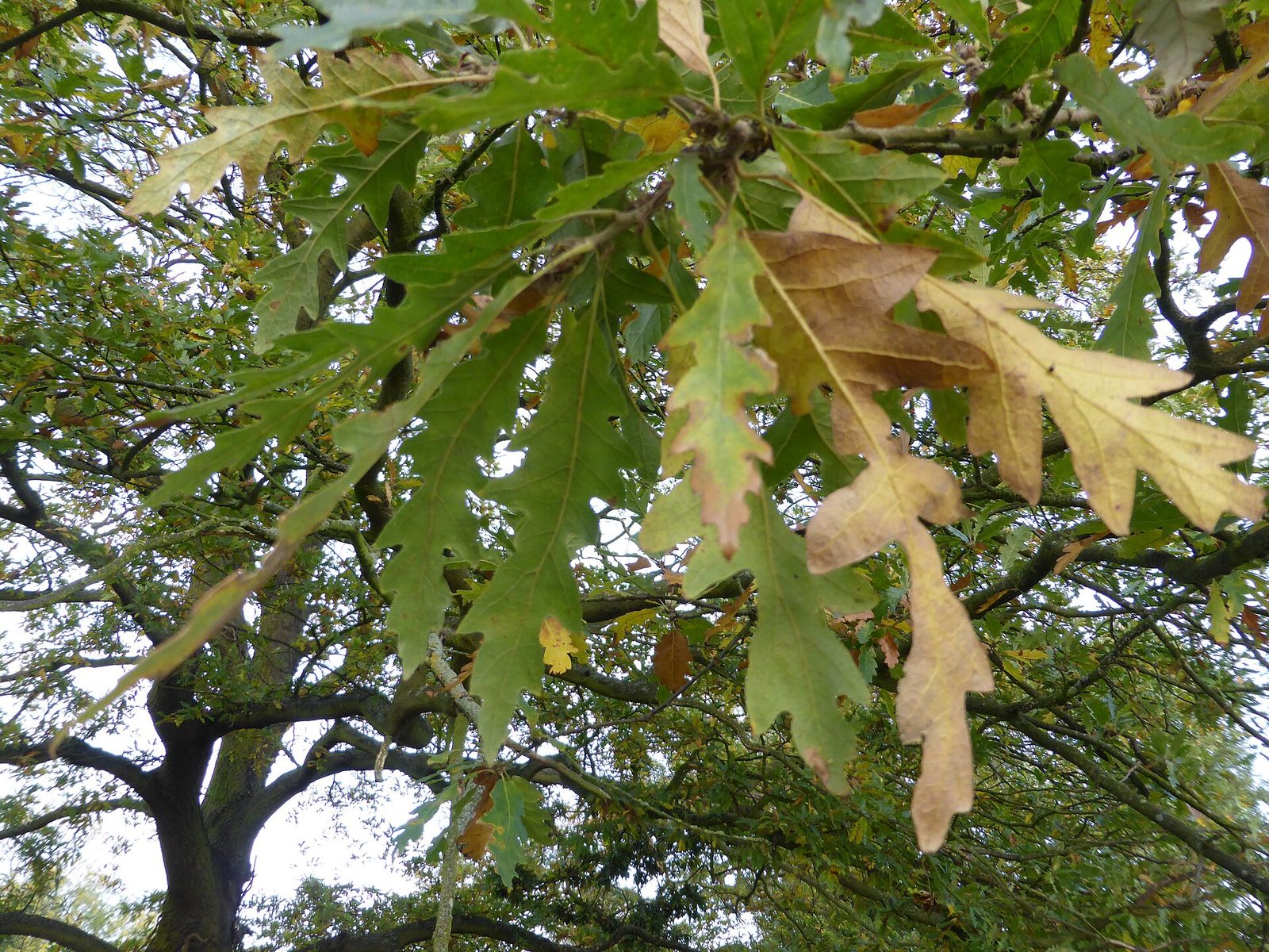 Stieleiche – Blatt