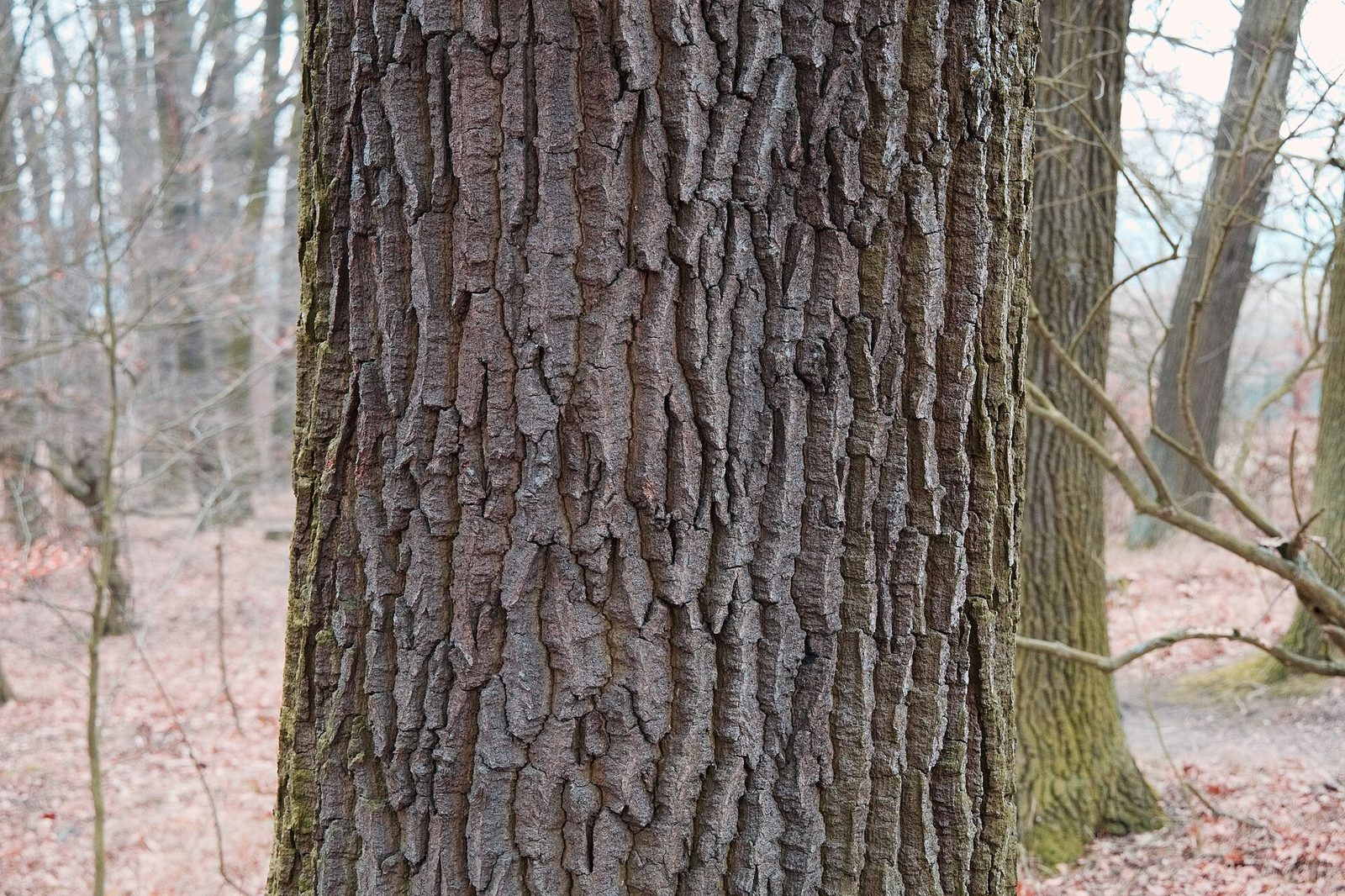 Traubeneiche – Stammnahaufnahme