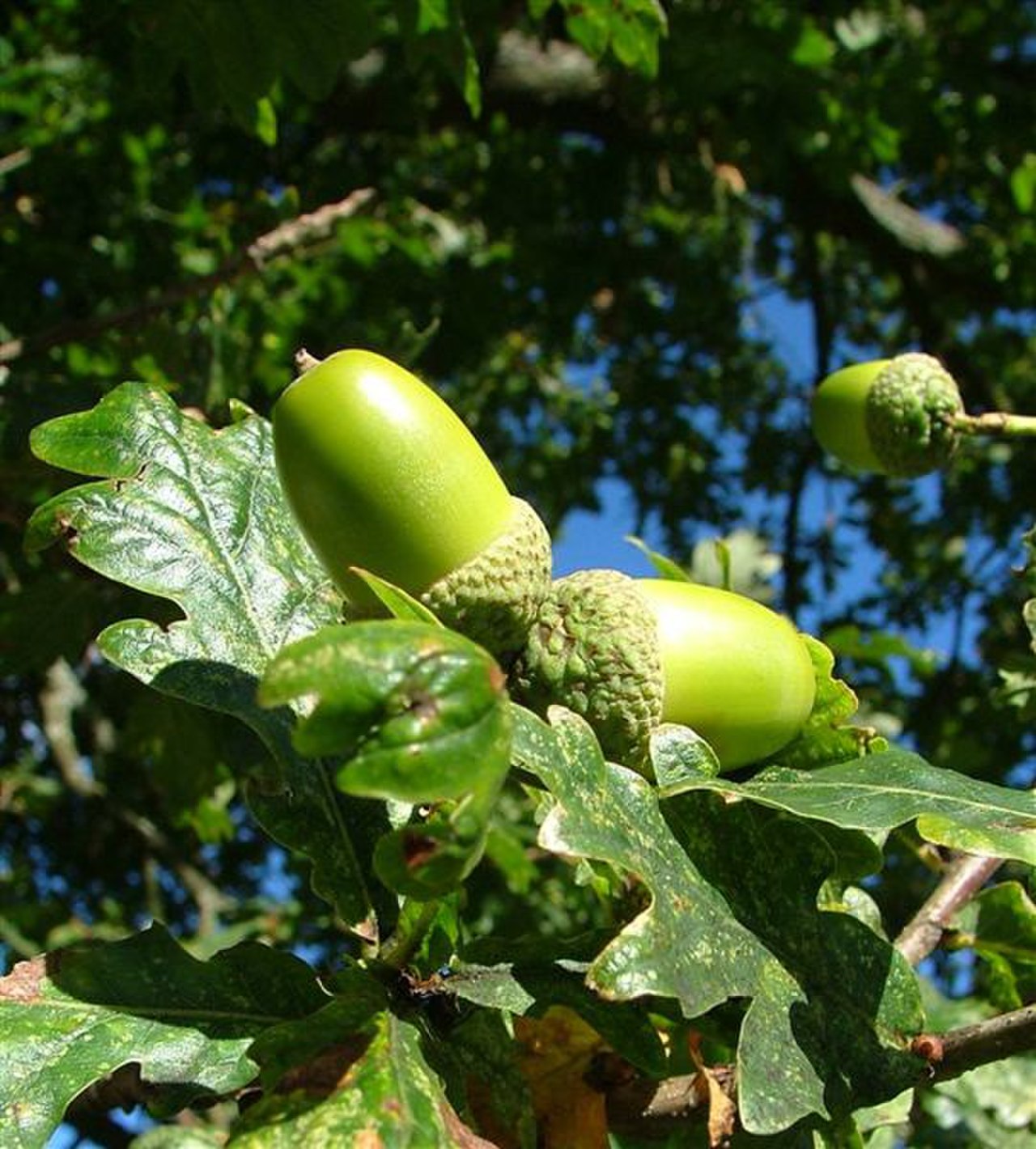 Traubeneiche – Frucht / Zapfen