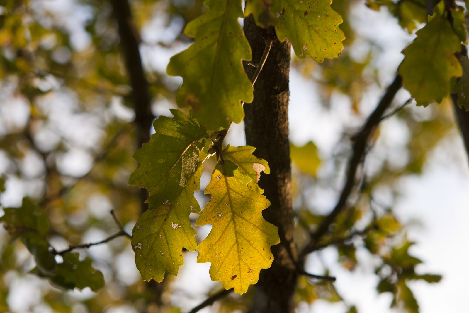 Traubeneiche – Blatt