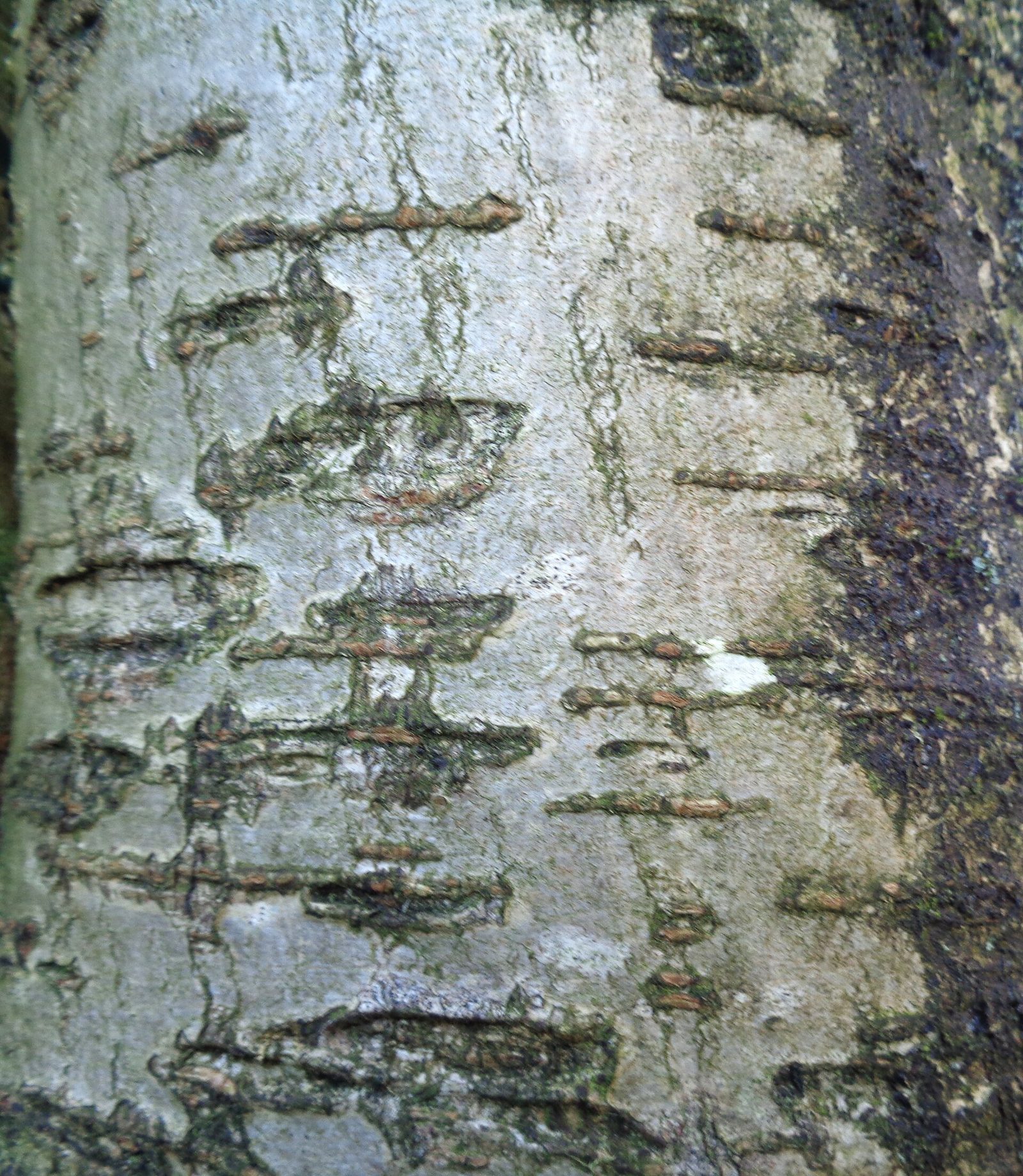 Vogelbeere – Stammnahaufnahme