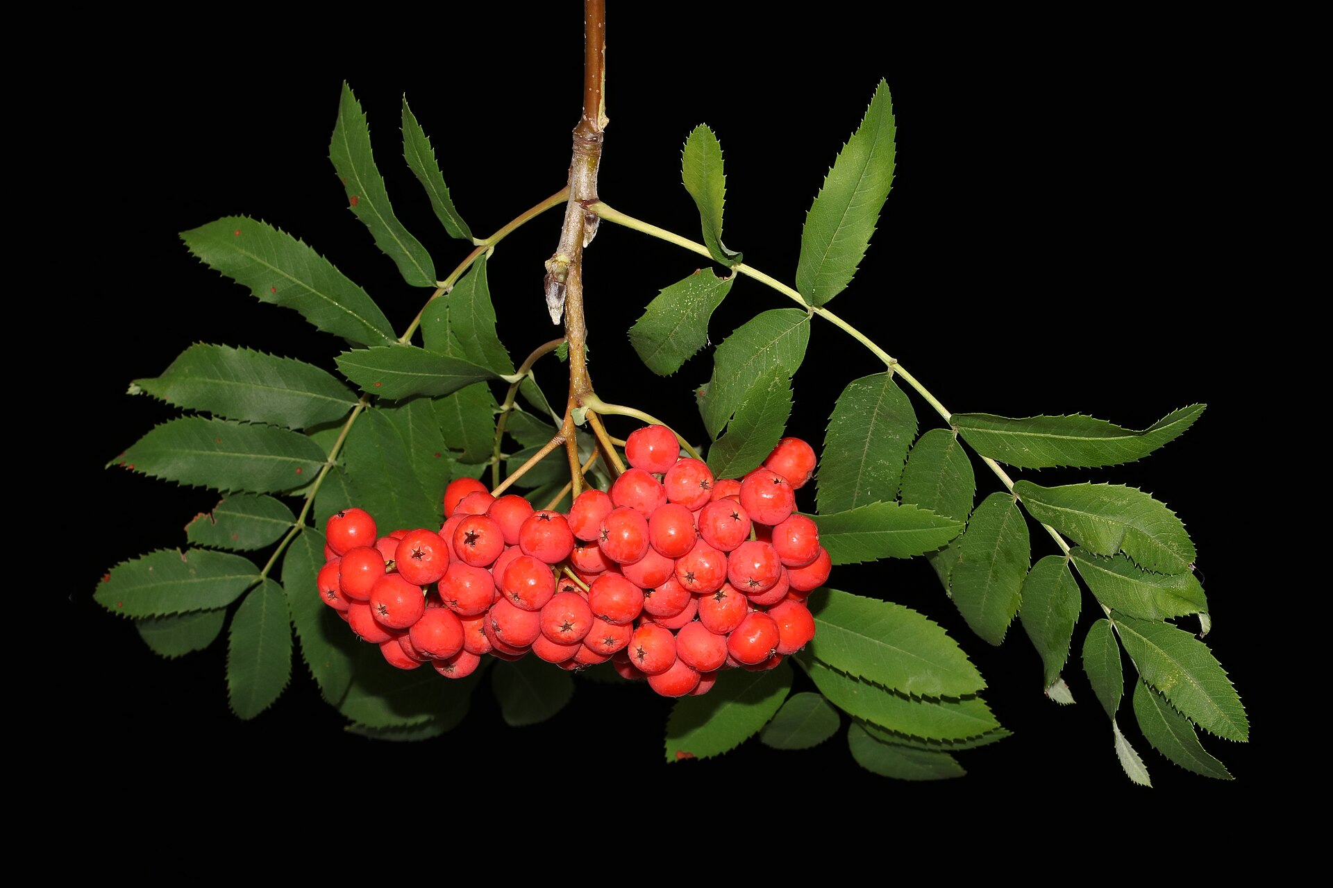 Vogelbeere – Frucht / Zapfen