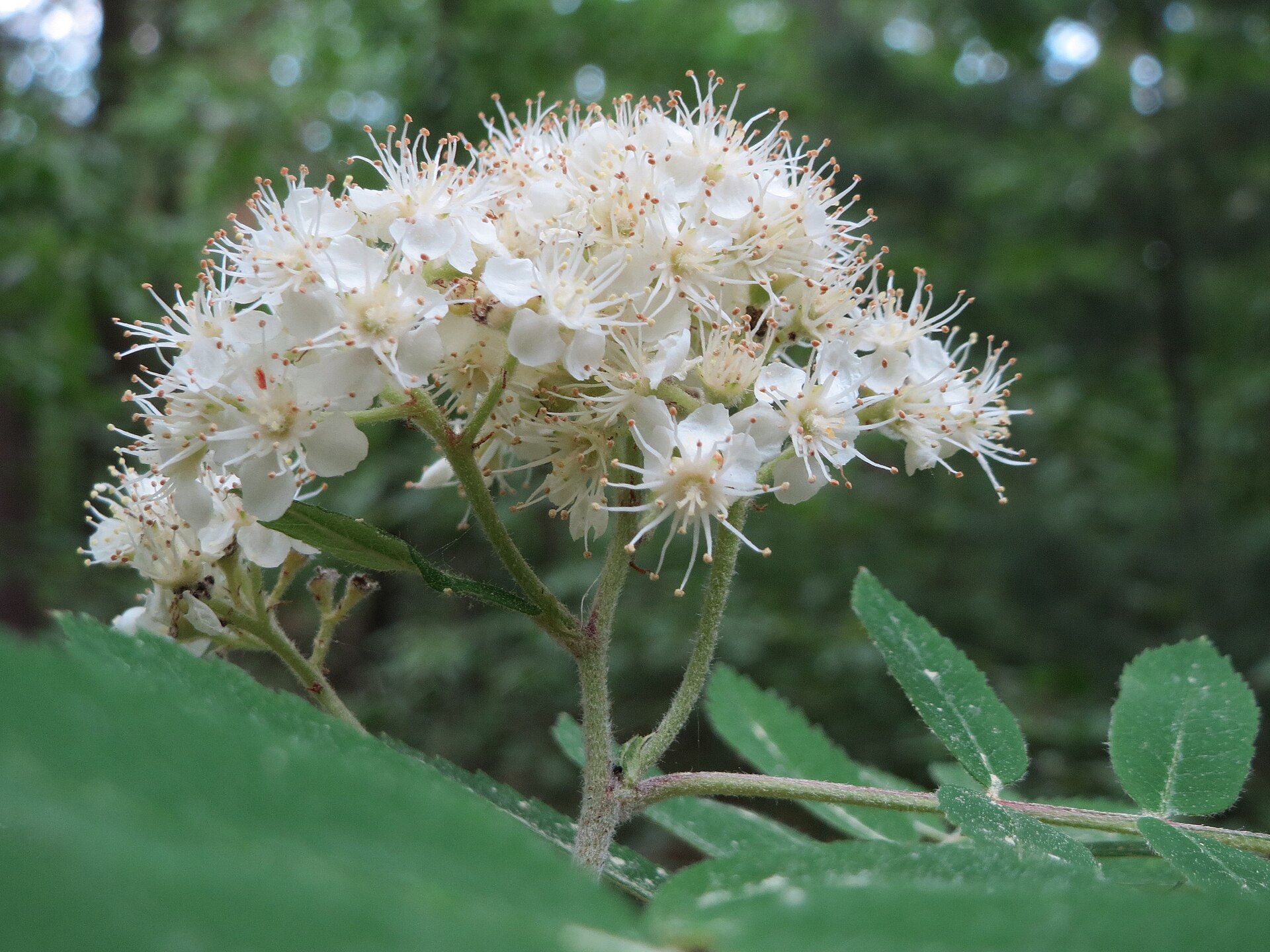 Vogelbeere – Blatt