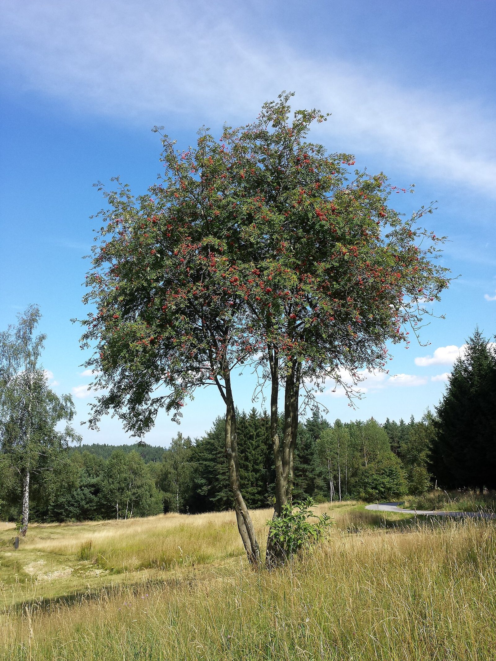 Vogelbeere – Ganzbild