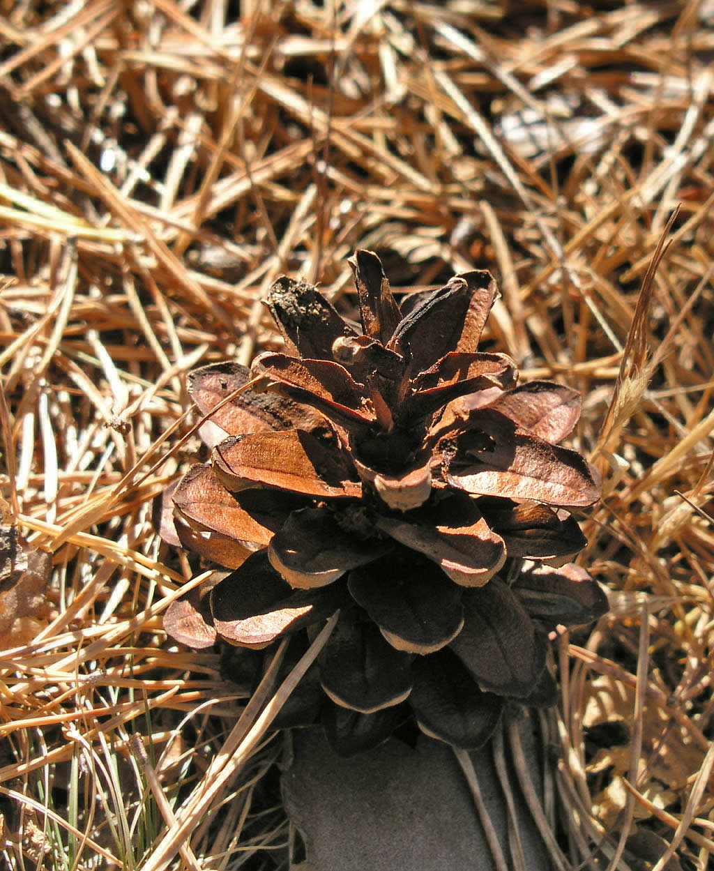 Waldkiefer – Frucht / Zapfen