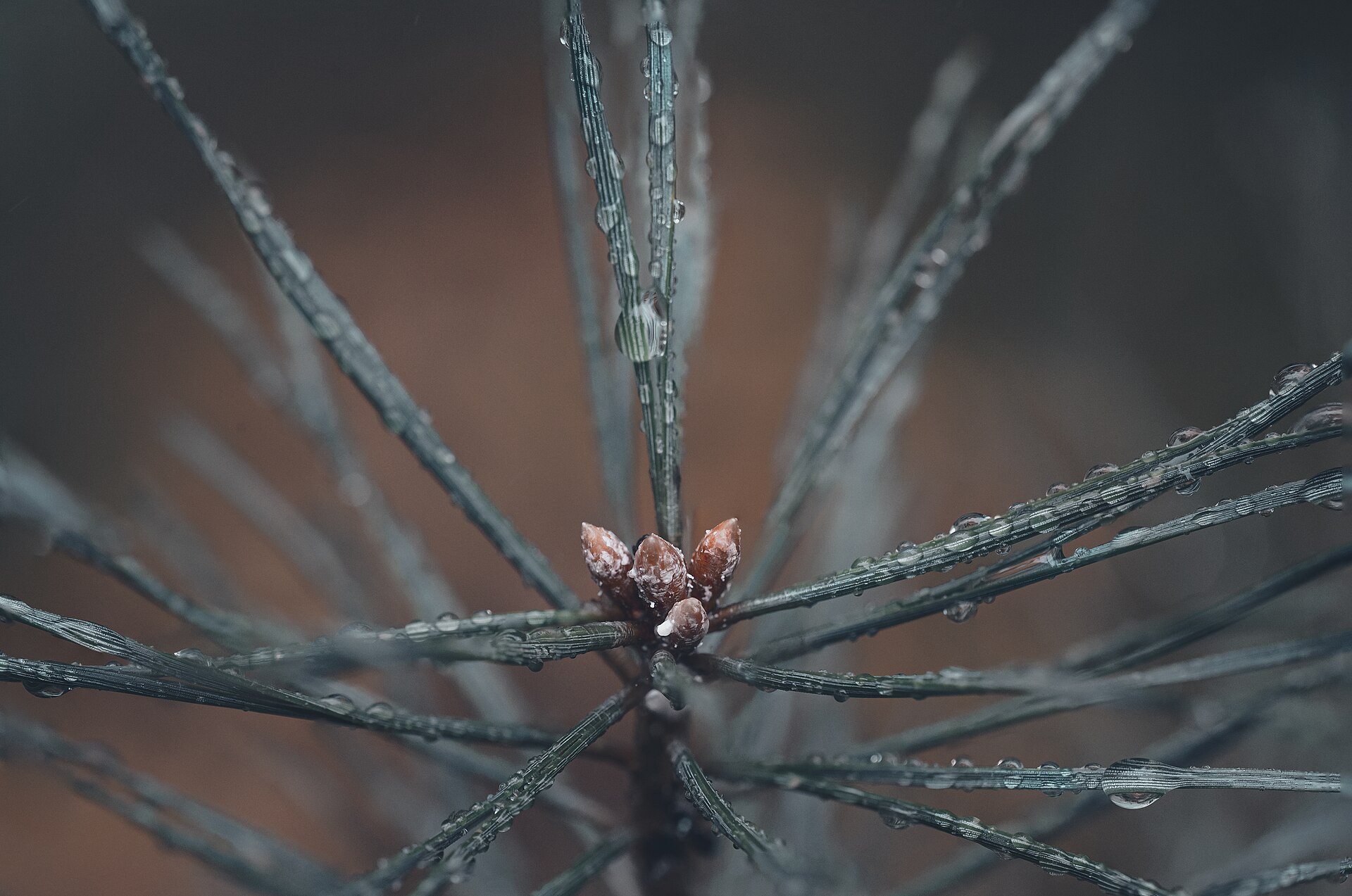 Waldkiefer – Blatt