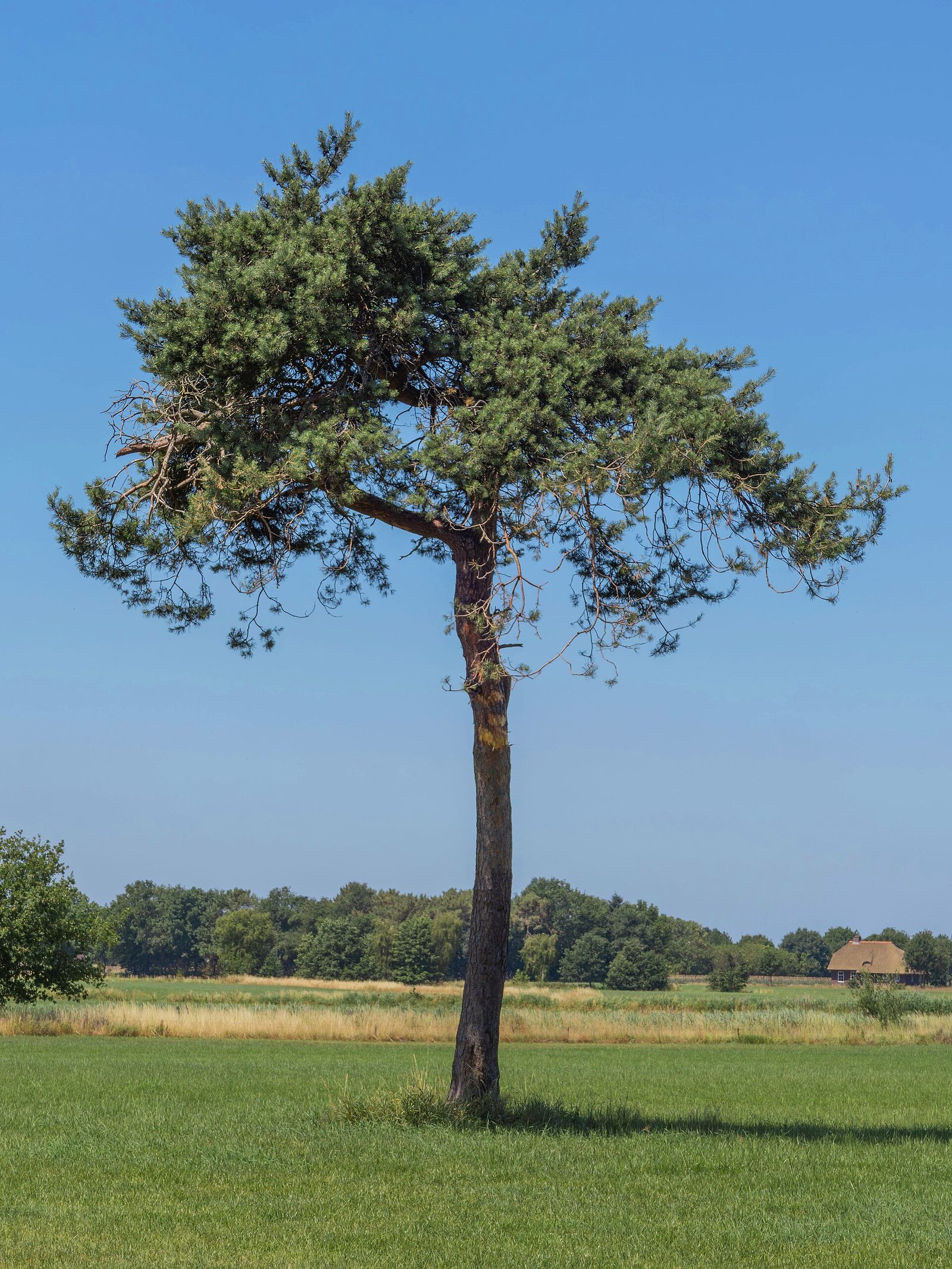 Waldkiefer – Ganzbild