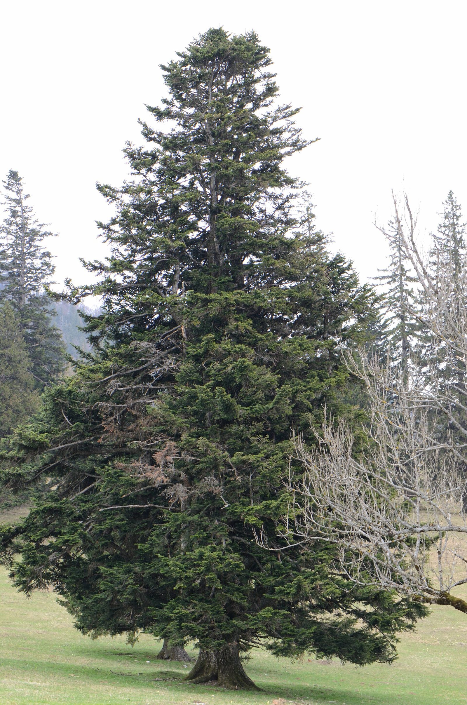 Weißtanne – Ganzbild
