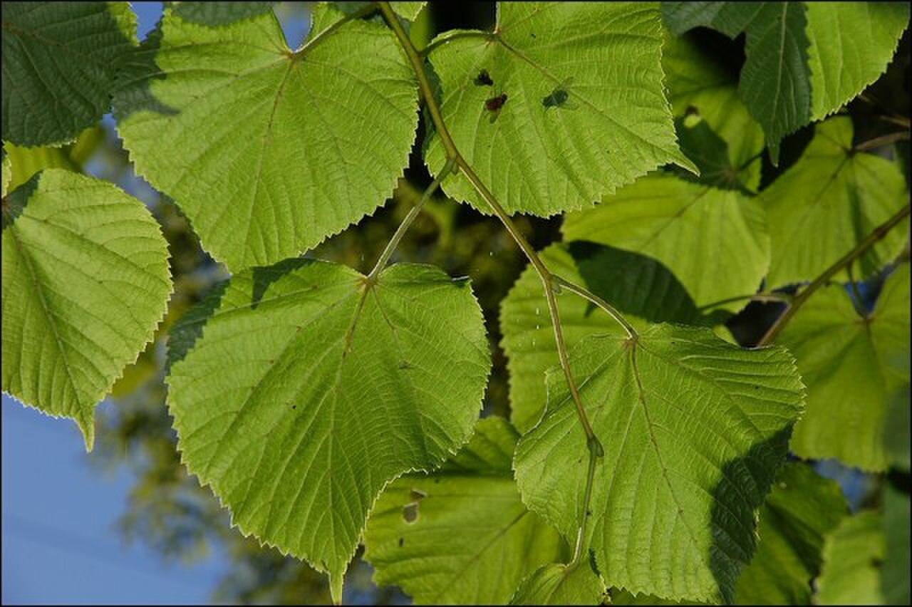 Winterlinde – Blatt