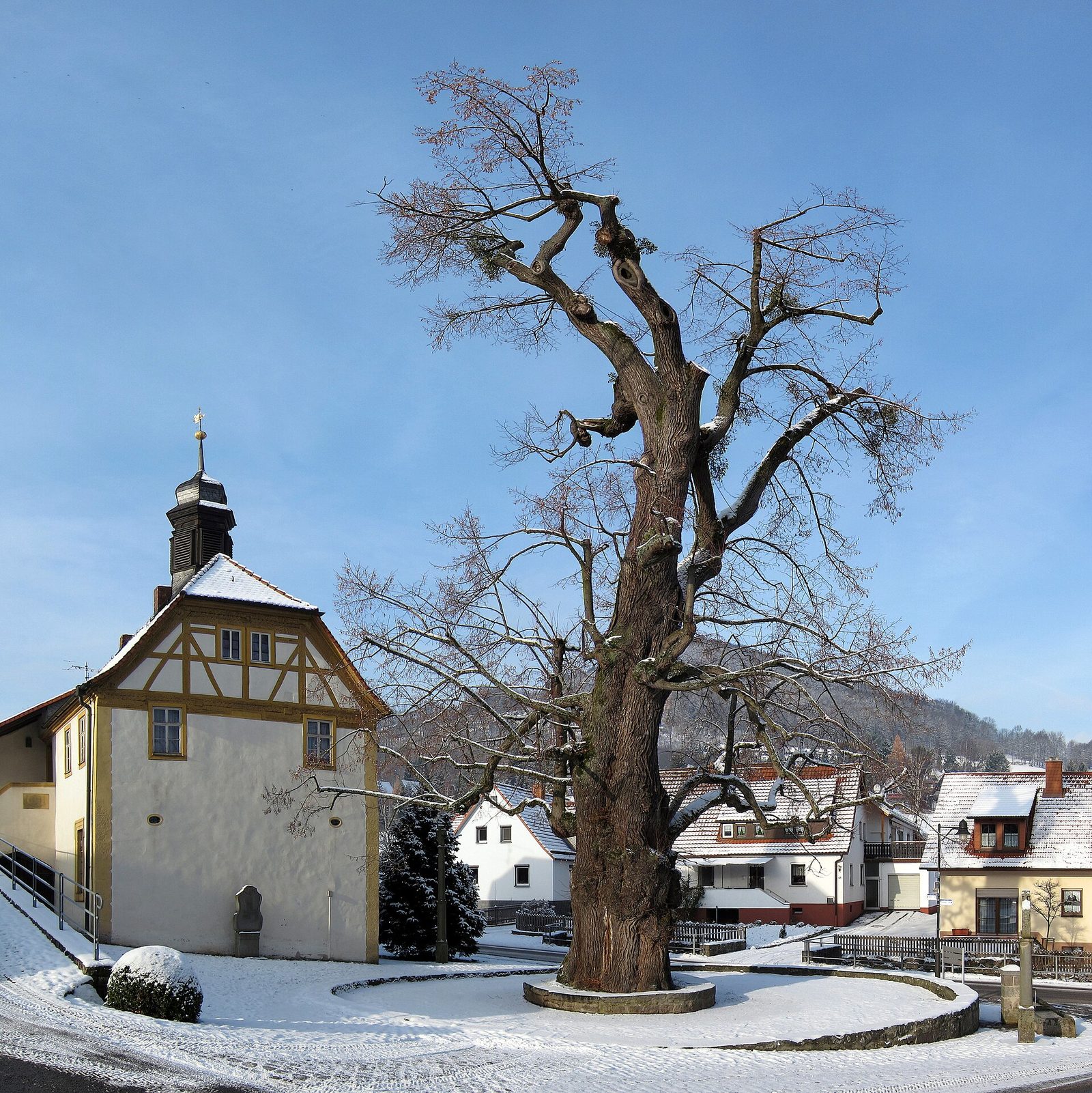 Winterlinde – Ganzbild