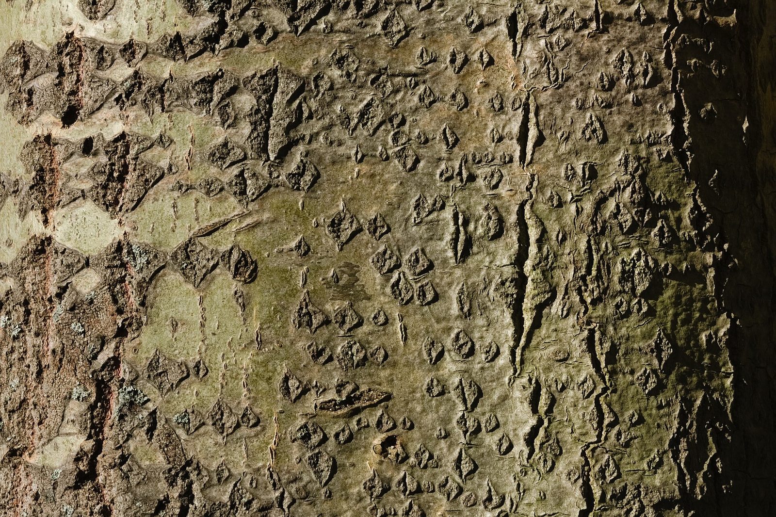 Zitterpappel – Stammnahaufnahme