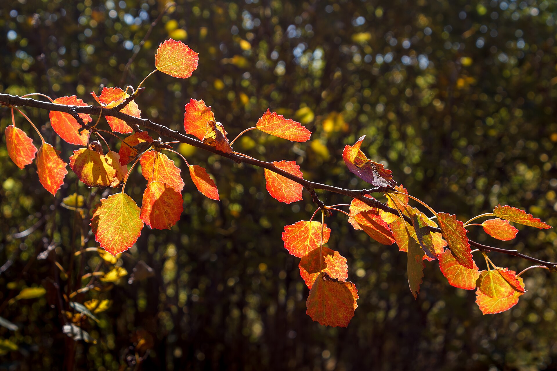 Zitterpappel – Blatt