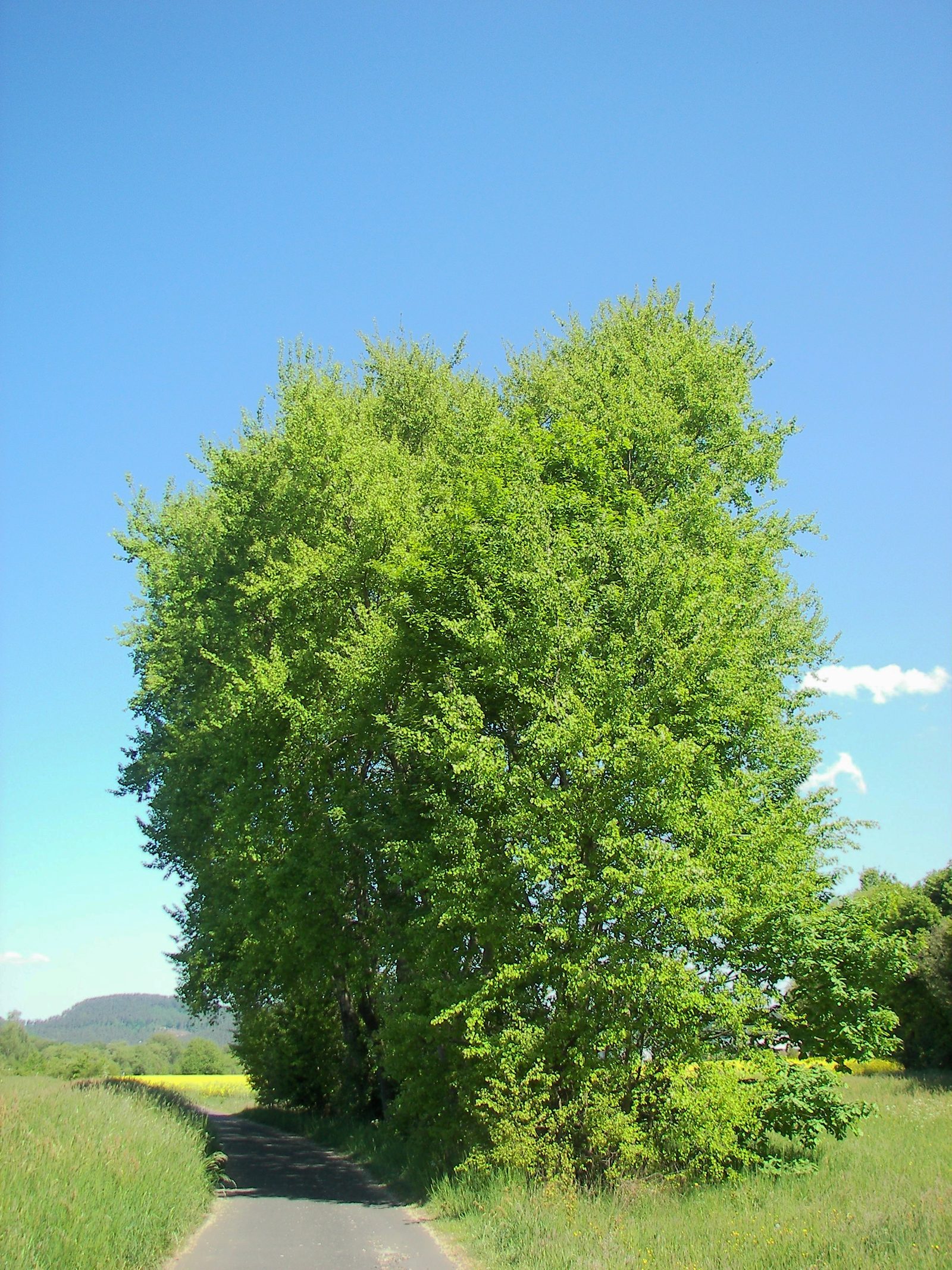 Zitterpappel – Ganzbild
